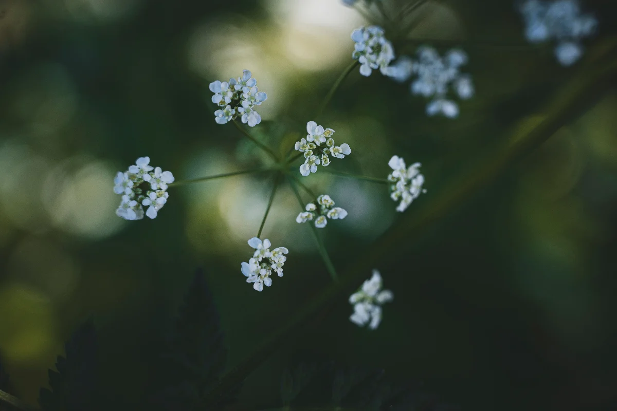 Elegant white flowers set against a lush green bokeh background.